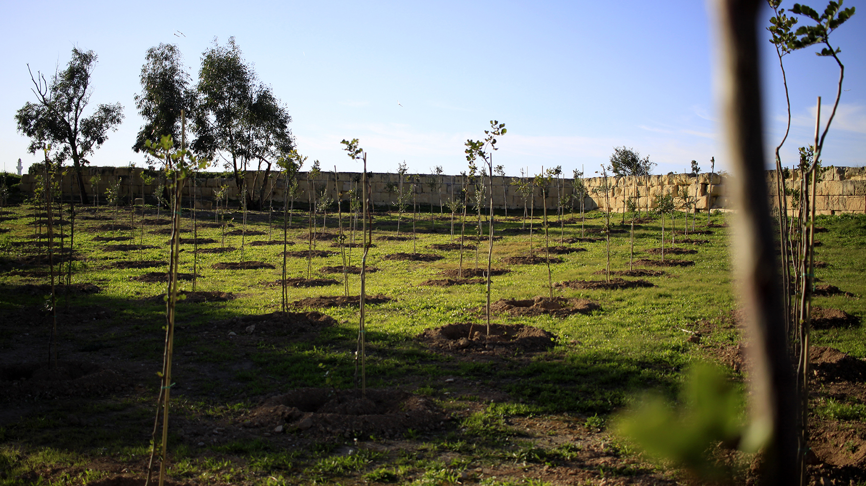 Infrastructure Malta plants 8,719 trees in 2019 Infastructure Malta